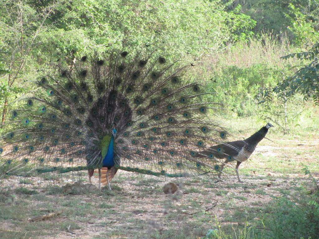 Hotel Peacock Land à Tangalle Extérieur photo